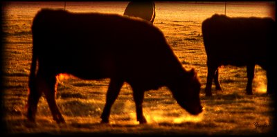 Grazing Cattle