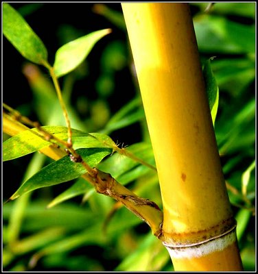 Portrait of Bamboo