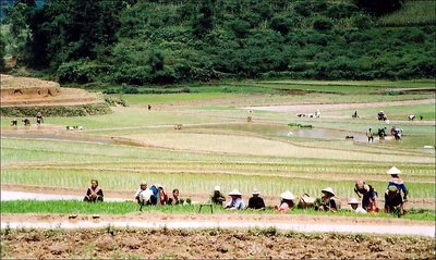 Bac-Ha Terraced Field 11