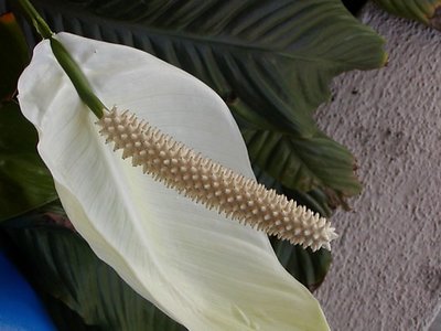 Peace Lily