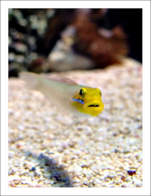 Nemo's friend