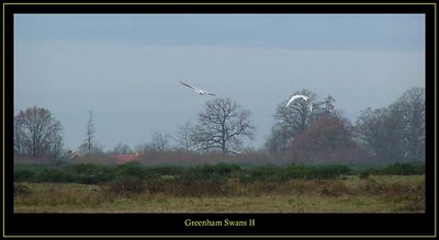 Greenham Swans II