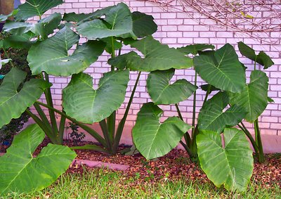 Elephant Ears