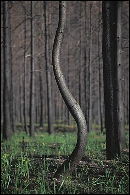 Lodgepole pine with character