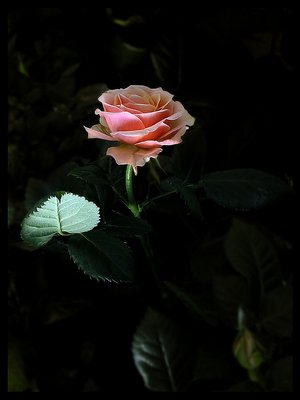 mini Rose