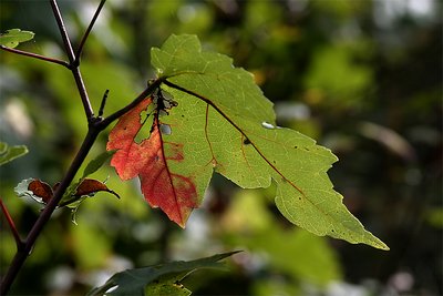 Another Leaf