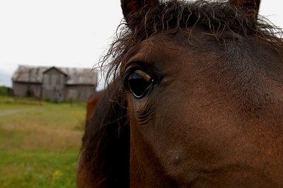 Out to pasture