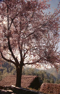 Prunus at Nepal
