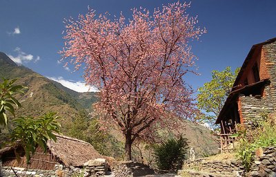 Prunus Nepal 2
