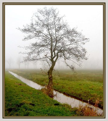 Tree in mist