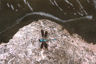 Dragon Fly