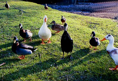 The duck meeting