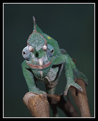 Usumbara 3-Horned Chameleon