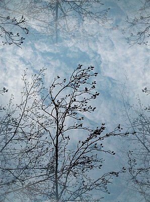 sky, clouds and branches