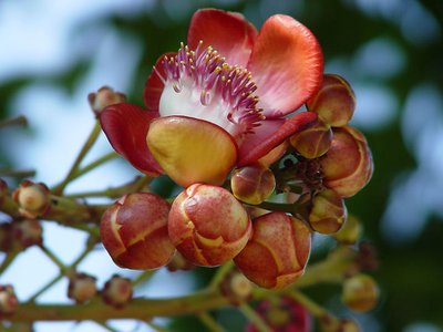 Couroupita guianensis