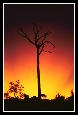 Sunset in Amazon