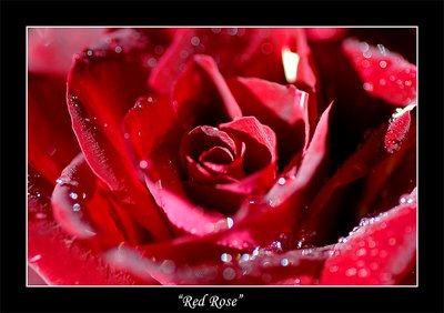 Red Rose