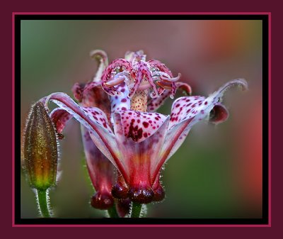 ToadLily, Tricyrtis maculata