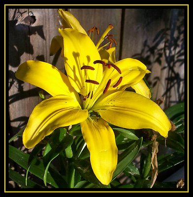 Yellow Lilly