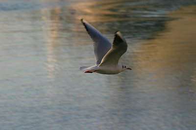 Flying seagull