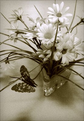 Flower and Butterfly II