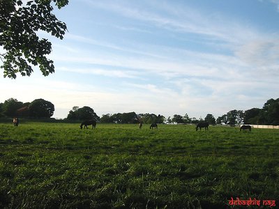 Newport Horses