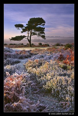 A Frosty Morning