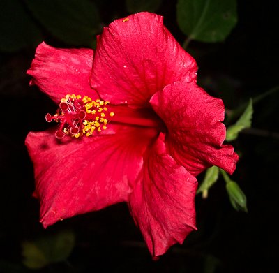 Red Hibiscus in the Morning