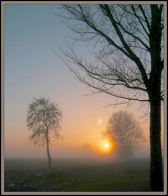 Trees in sunset and mist