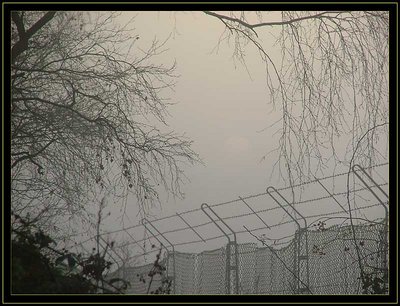 Fog Fence and Trees