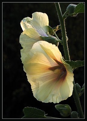 Hollyhock