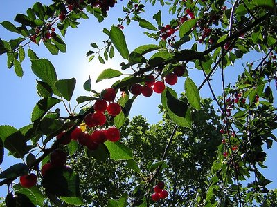 Cherries