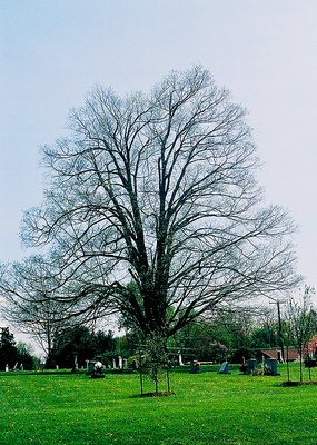 My favorite tree in Spring