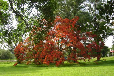 Flamboyant