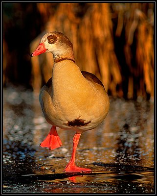 Egyptian Goose on Ice