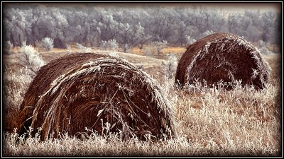 Morning Frost II