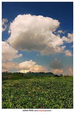 cotton field