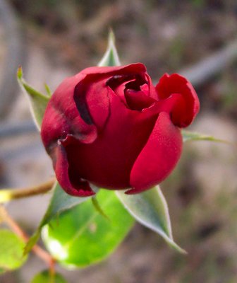 Red Rose Bud