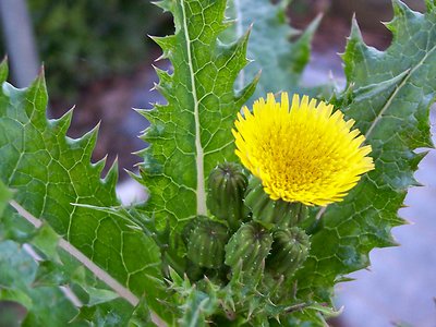 Texas Weed