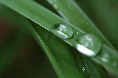 Rain Drops