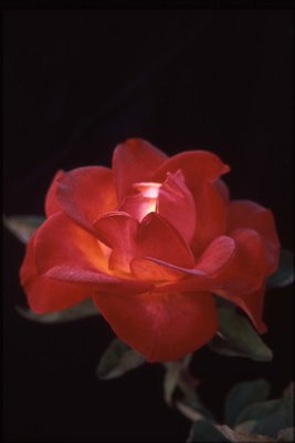 California Rose