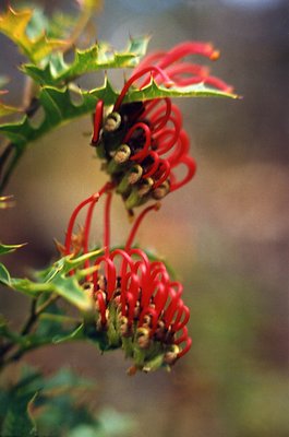 Grevillea montis-cole