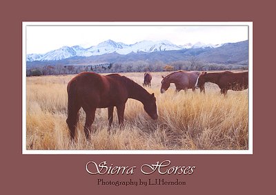 Grazing in the Sierras