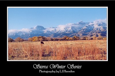 Cow Pasture "Sierra Winter"