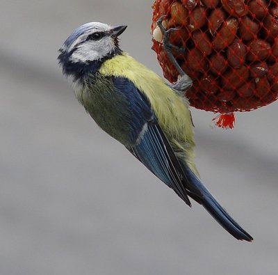 Blue Tit