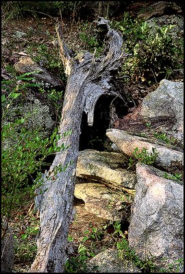 Deadwood on banks of Broad