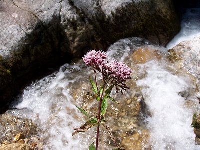 Une fleur, comme tant d'autres