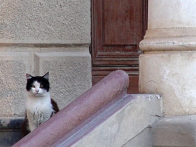 El Gatito en la escalera