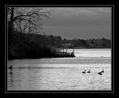 Ducks On The Point