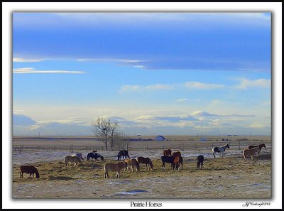 Prairie Horses